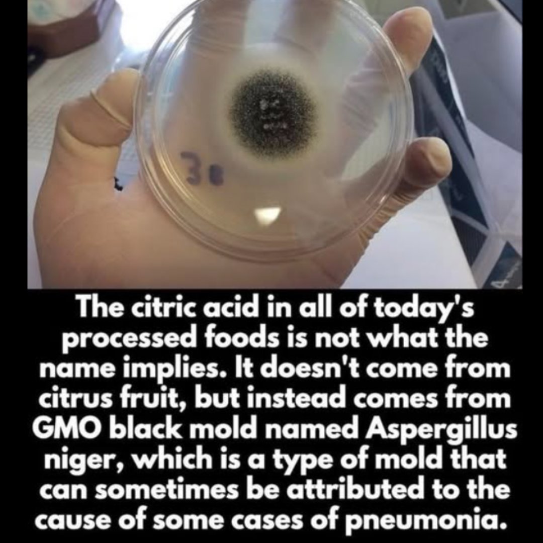 GAPSOfficial's tweet image. Think citric acid comes from citrus? 🍋 Nope—it’s usually made from black mold (Aspergillus niger) in labs. Some people report reactions, so check those labels! 🧪⚠️

#FoodFacts #CitricAcid #ReadTheLabel