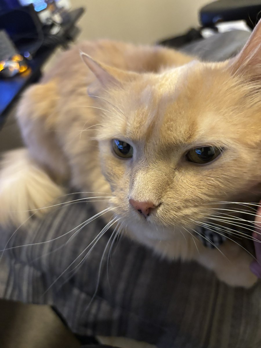 Artemis Mythos 🏹🌙 {Graduated} tweet media