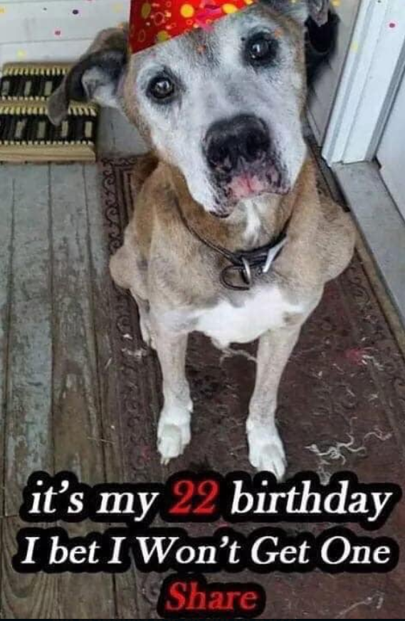 Best in Dogs tweet media