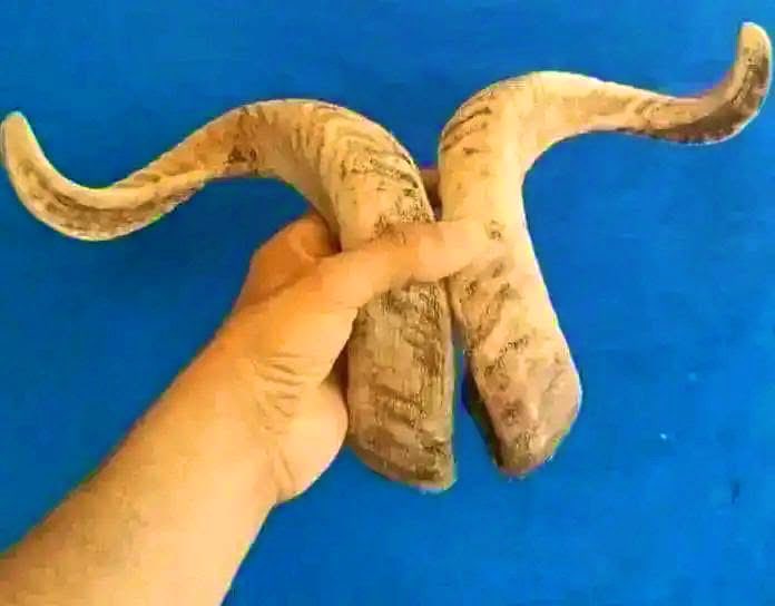 رأى شاعرٌ فتاة تظهر بعض محاسنها في الشارع، 
وكان والدها صاحبه، 
فقال له والدها متفاخرًا بجمالها: 
هلّا قلتَ فيها شعراً؟
فقال: بلى فاسمع..
فُقتِ الغزالةَ في جميعِ صِفاتها 
فتجمَّعت كل المحاسن فيكِ

لكِ جيدُها وعيونُها ونفارُها 
أما القــرونُ فإنهــا لأبيكِ!!