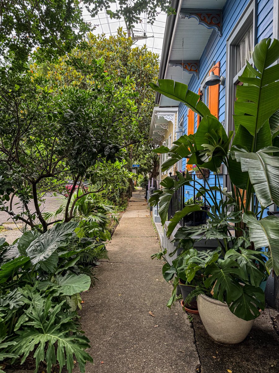 New Orleans 😍🌿✨