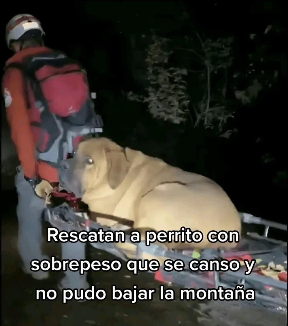Los queremos muchos señores rescatistas  🐶
Con un peso de 86 kilogramos, Floyd acompañaba a su dueño en una jornada de senderismo en las montañas del condado de Salt Lake. Sin embargo, el esfuerzo fue demasiado para el enorme can, quien agotado se negó a continuar el trayecto.