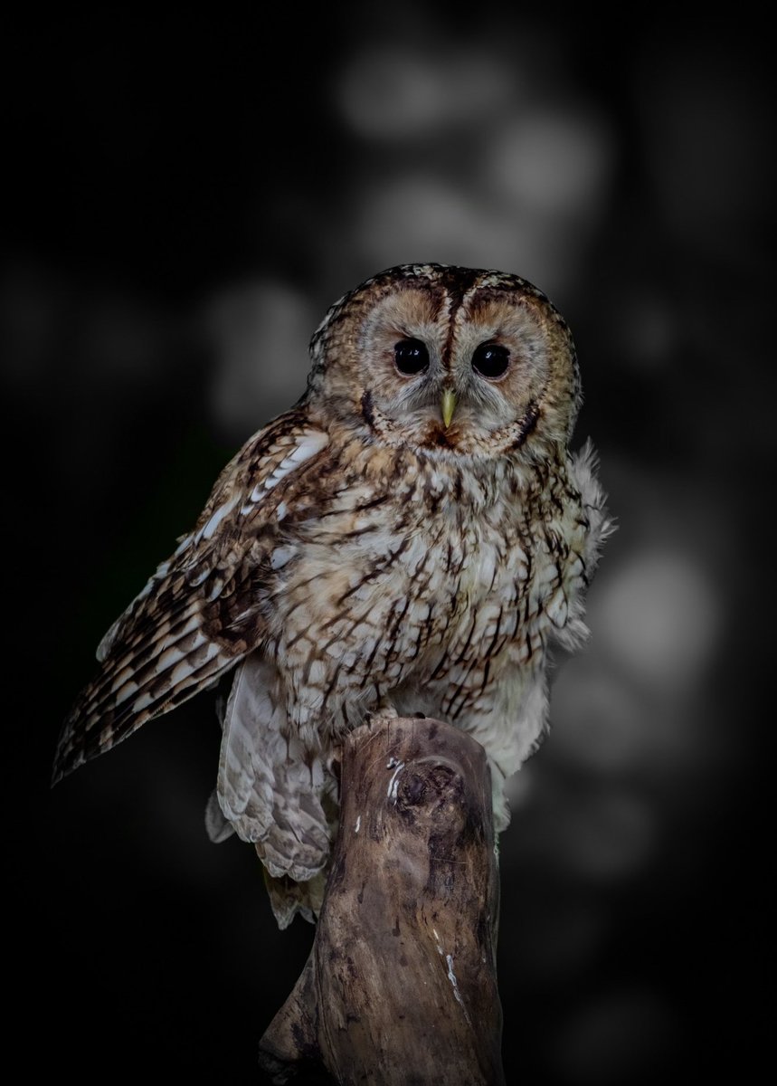 craig1979Smith's tweet photo. Tawny Owl, Lancashire @BBCSpringwatch @RSPBEngland @Natures_Voice @RSPBbirders #springwatch20 #springwatch https://t.co/C4qzMGWlSs