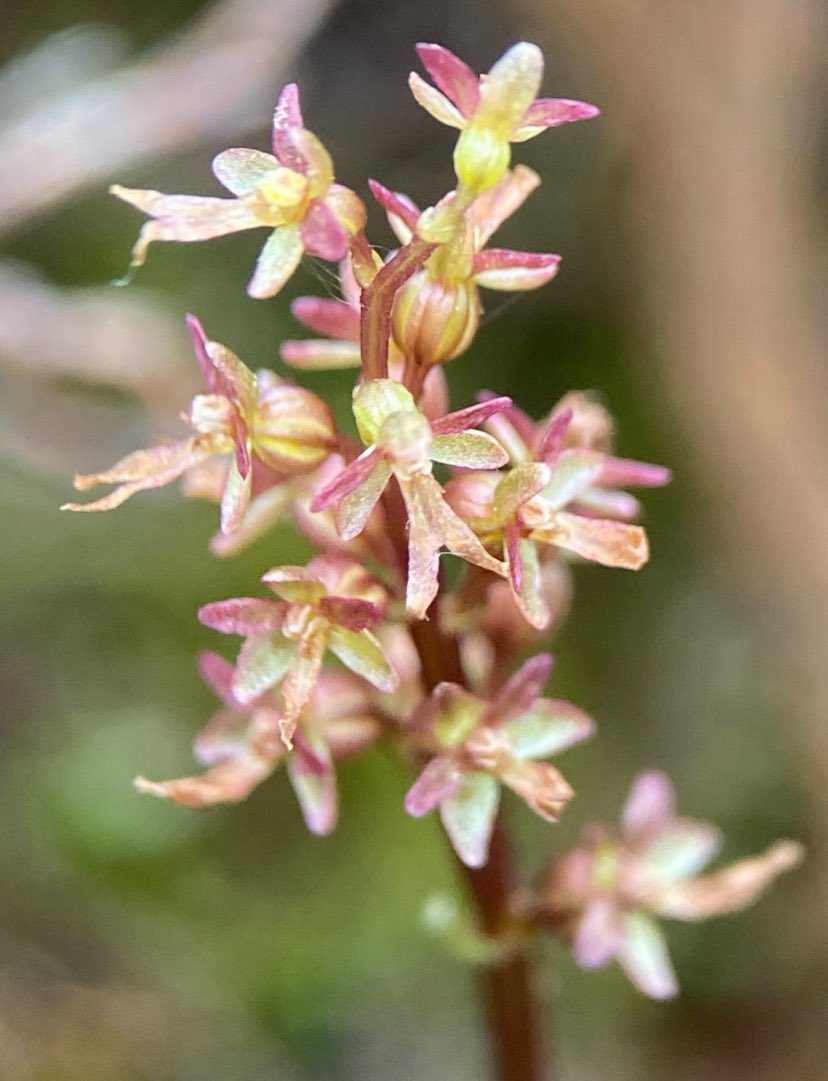 Steph (@stripeysteph) on Twitter photo Another new UK orchid for me today and one I have wanted to see for some time. They were just as lovely as I had hoped. Thank you Richard <a href="/thenewgalaxy/">Dr Richard Bate</a> for pointing me towards the tiny but perfect Lesser Twayblade, Neottia cordata. Another new UK orchid for me today and one I have wanted to see for some time. They were just as lovely as I had hoped. Thank you Richard <a href="/thenewgalaxy/">Dr Richard Bate</a> for pointing me towards the tiny but perfect Lesser Twayblade, Neottia cordata.