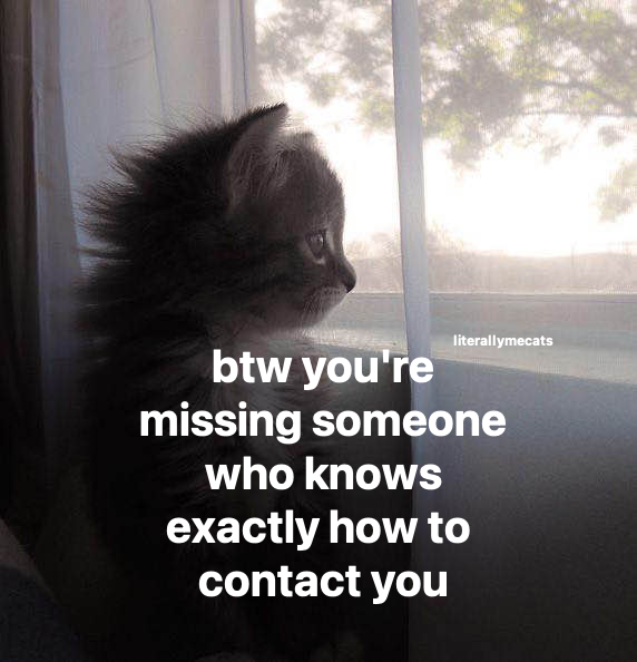 LiterallyMeCats tweet media