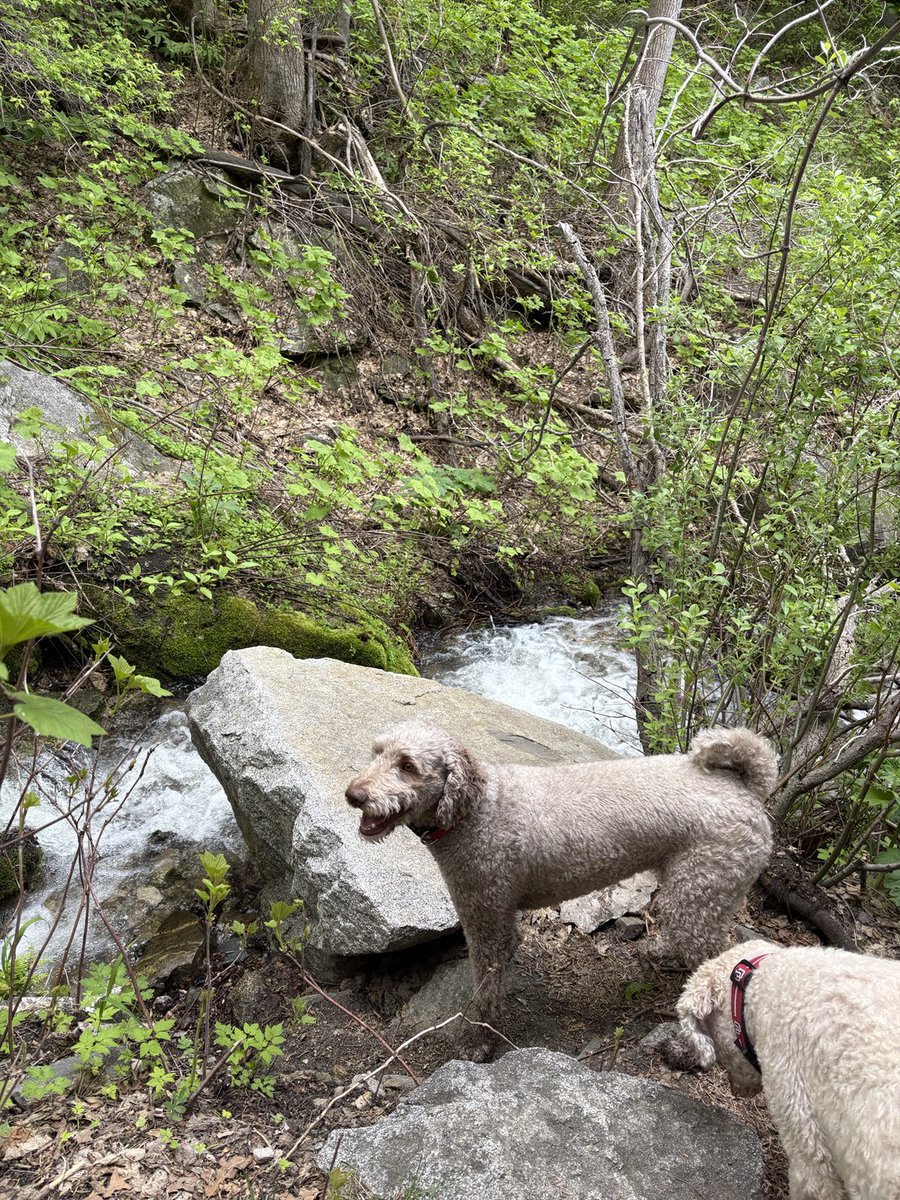 RyanLarsen's tweet image. Ferguson Canyon Viewpoint hike was fun! Lots of water for Dora and Edie to play in and lots of elevation gain to make my legs sore! #GoUtes #LifeElevated