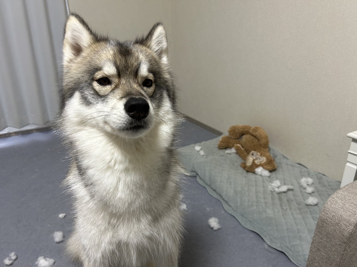 シベリアンハスキー - Search / X