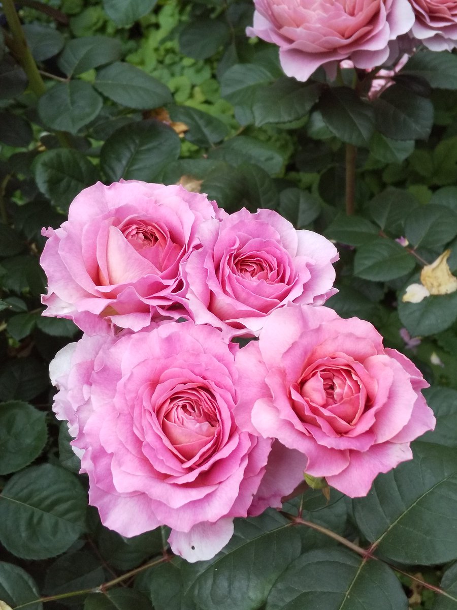 mogurapeace's tweet photo. 光が丘公園🌹薔薇✨まだ間に合った！薔薇も良かったけれど、矢車菊の原種にも出会えて幸せ💕 https://t.co/lDi5Wy5WDN