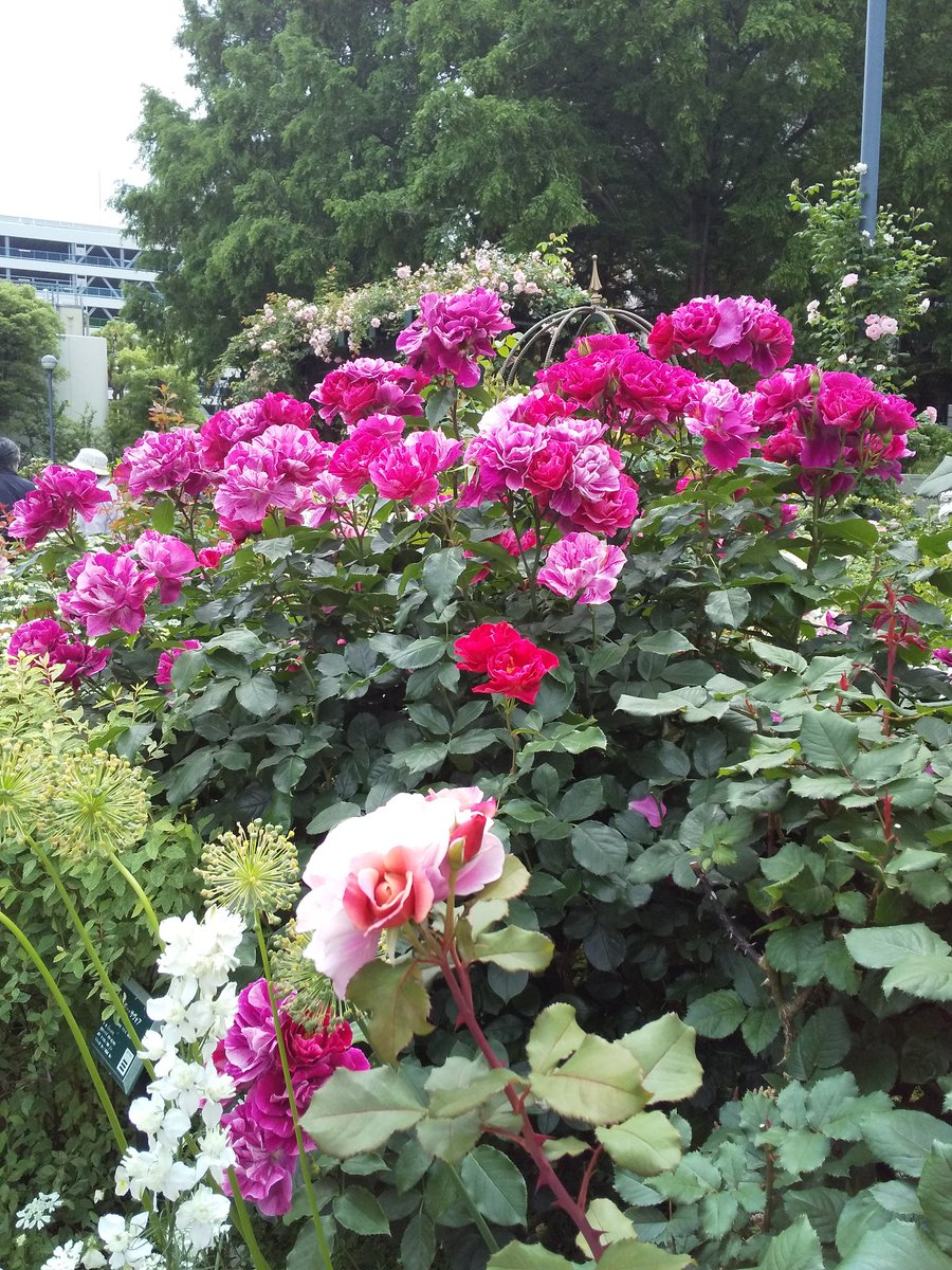 mogurapeace's tweet photo. 光が丘公園🌹薔薇✨まだ間に合った！薔薇も良かったけれど、矢車菊の原種にも出会えて幸せ💕 https://t.co/lDi5Wy5WDN
