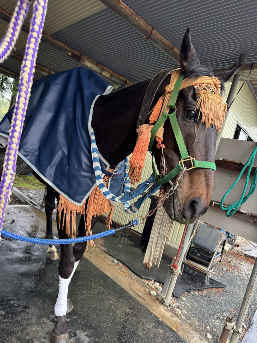 雨ですが2日目もご安全に頑張ります🐴