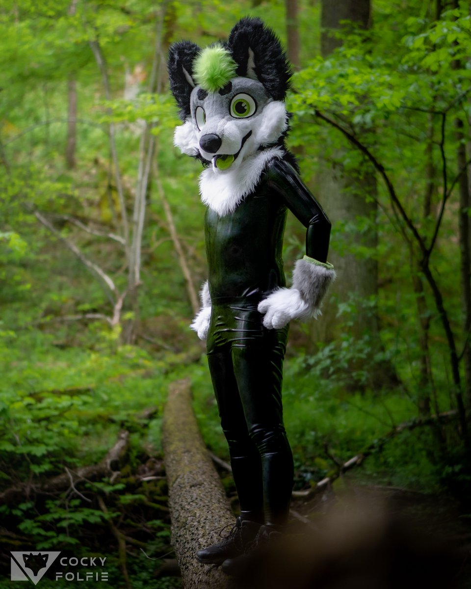 Foxxo on a trunk, foxxo on a trunk. 👀

📸: <a href="/CockyFolfieAD/">CockyFolfie</a> 

#squeakysaturday