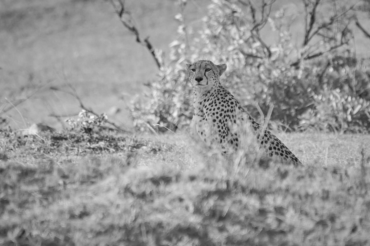 bownaankamal's tweet photo. Big Cats of Masai Mara | Kenya | Photos by @bownaankamal
1)Nashipai
2)1/3 Neema’s cubs (Noma-Nariku-Nagol)
3)Nora
4)Osapuk (Salas Boy)
.
.
#bigcatsofmasaimara #maasaimara #bownaankamal #savebigcats https://t.co/jRKBJncOzt