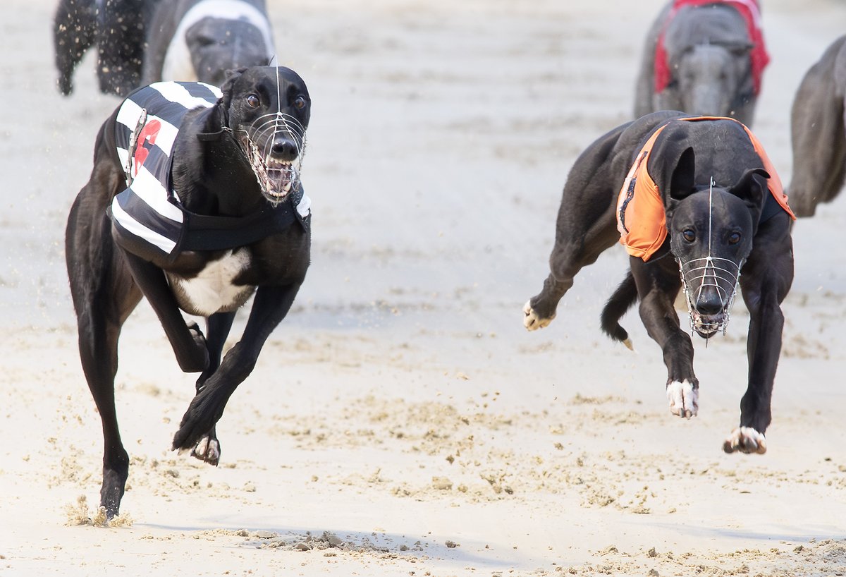 SteveNashPhotography (@stevenashphotos) on Twitter photo On the nod: Bockos Diamond (t5 right) edges out Cheap Sandwiches (6) by a SH in 3rd Round heat of <a href="/StarSports_Bet/">Star Sports Bookmakers</a> & TRC Derby <a href="/TowcesterRaces/">Towcester Racecourse</a> 1-2 for Graham Holland <a href="/RiversideKenne/">๐๐ข๐ฏ๐๐ซ๐ฌ๐ข๐๐ ๐๐๐ง๐ง๐๐ฅ๐ฌ</a> Roll on next Sat's Quarter Finals #GreyhoundDerby2025 On the nod: Bockos Diamond (t5 right) edges out Cheap Sandwiches (6) by a SH in 3rd Round heat of <a href="/StarSports_Bet/">Star Sports Bookmakers</a> & TRC Derby <a href="/TowcesterRaces/">Towcester Racecourse</a> 1-2 for Graham Holland <a href="/RiversideKenne/">๐๐ข๐ฏ๐๐ซ๐ฌ๐ข๐๐ ๐๐๐ง๐ง๐๐ฅ๐ฌ</a> Roll on next Sat's Quarter Finals #GreyhoundDerby2025