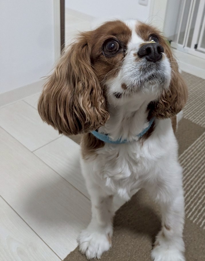 LINDE1206's tweet photo. ピースが5歳になりました☺️
子の成長はあっという間ですね✨最近はかなり落ち着きが出てきたけどまだまだ甘えん坊だし、新しいおもちゃを買ってあげると昔みたいにキャッキャッと喜びます♥
これからも元気でいてね☺️ https://t.co/MsSu8FwSC4