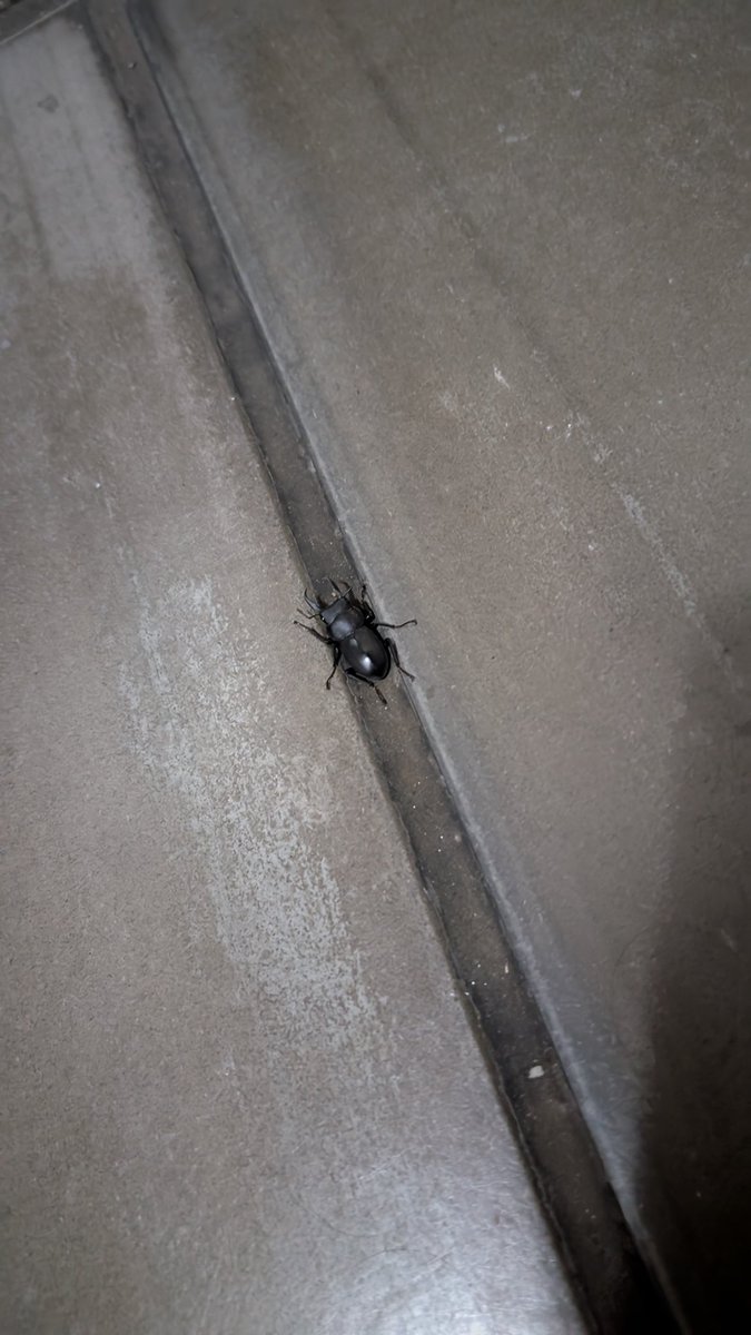 家族が増えました(2匹目)