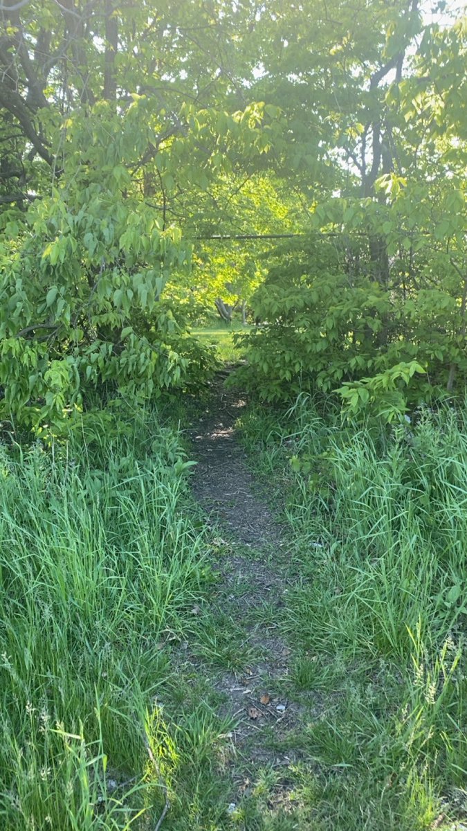 strawhatliame's tweet image. day 7; i walk thru this hole in the gate to get to the other side, which is quite bootiful