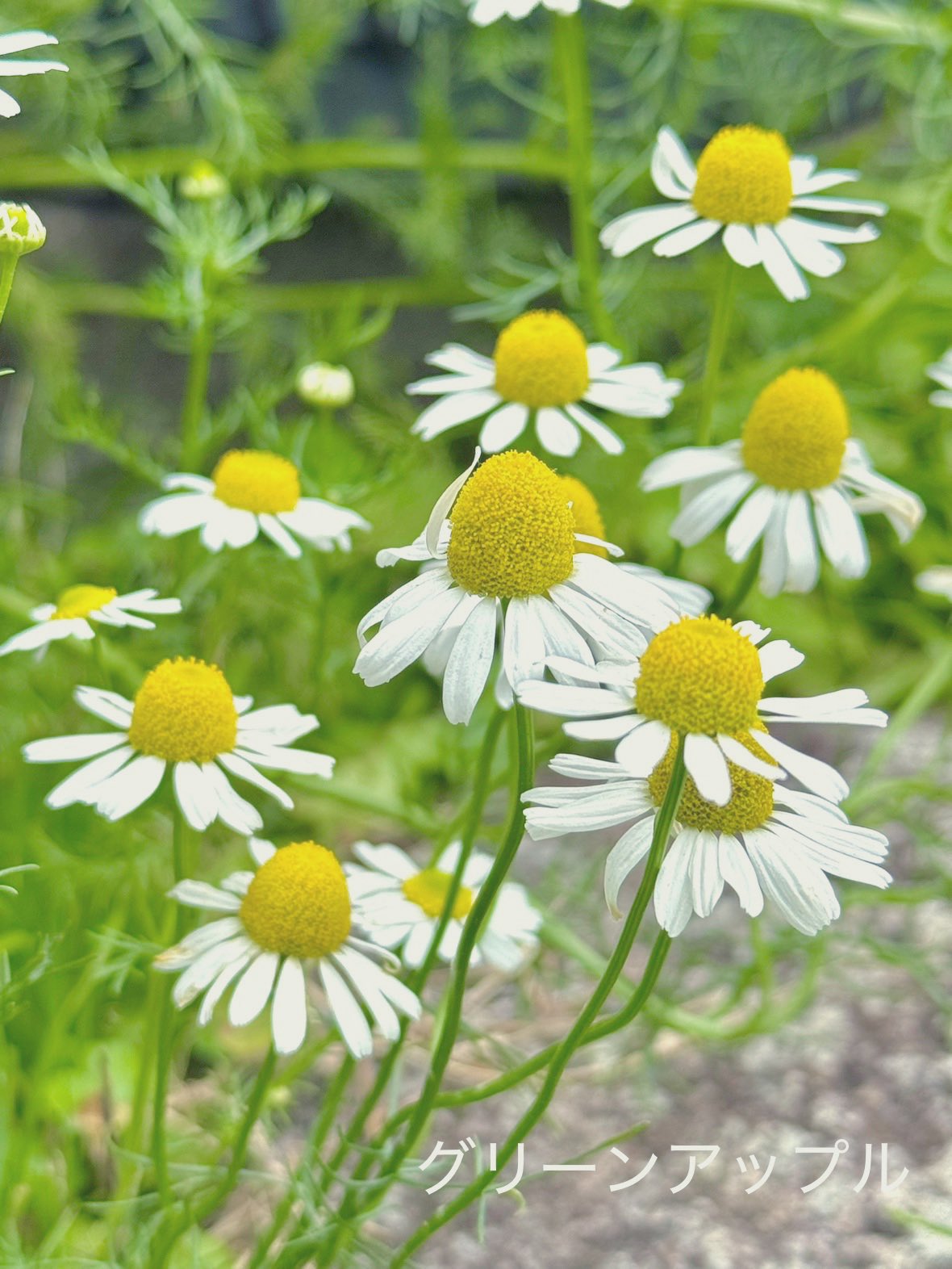 カモミールページ カモミール (Chamomile)