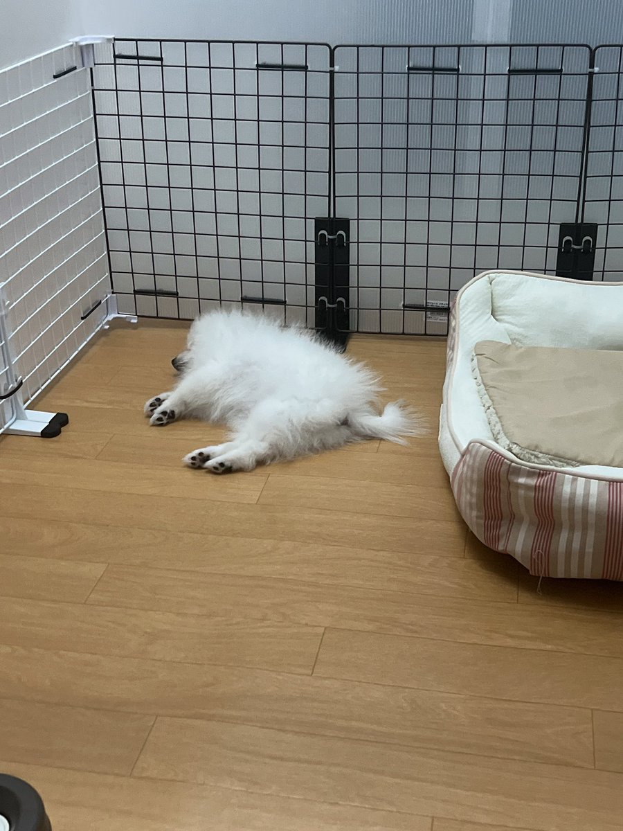 pomemaro112's tweet photo. ベッドあるのになぜそこに… https://t.co/LCeZmb31va