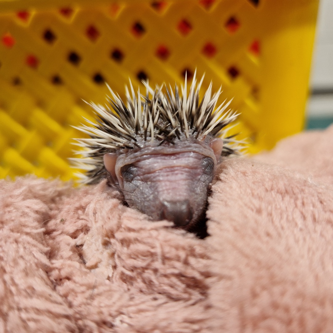 Po wielodniowej serii osłabionych, bardzo odwodnionych, ledwie żywych dorosłych jeży, do #Jeżurkowo trafiły nas osierocone kilkudniowe jeżątka. Jest ich troje, zostały znalezione w Kotuniu pod Siedlcami. Zostały prawdopodobnie przyniesione przez psa. Mimo usilnych starań gniazda