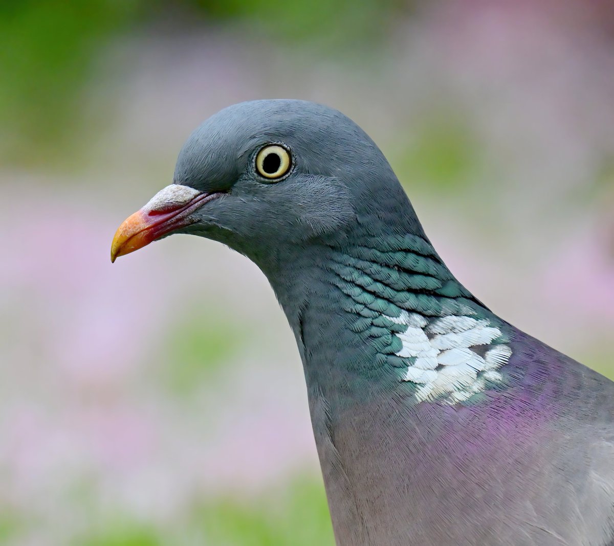 Woodpigeon portrait! 😍
 Taken recently through my cat-flap. 😁🐦