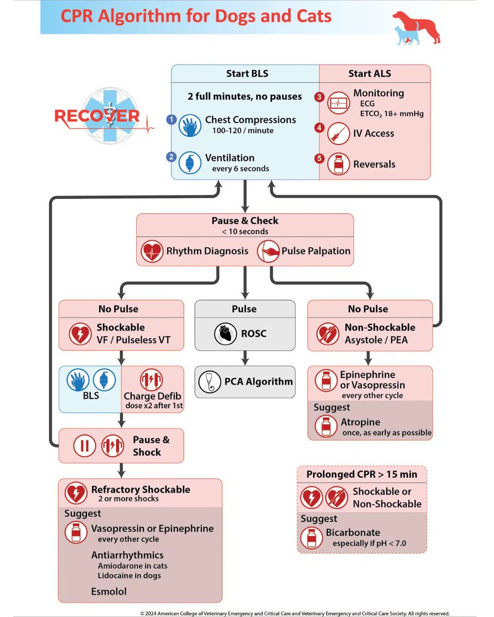 Have you read TVN's Spring issue? 🌷🌼 Learn about the updated RECOVER CPR guidelines, earn free CE credit, and more! 

📬 Subscribe for free: bit.ly/3EsQcWG

#VeterinaryEducation #VetMed #VetNurse