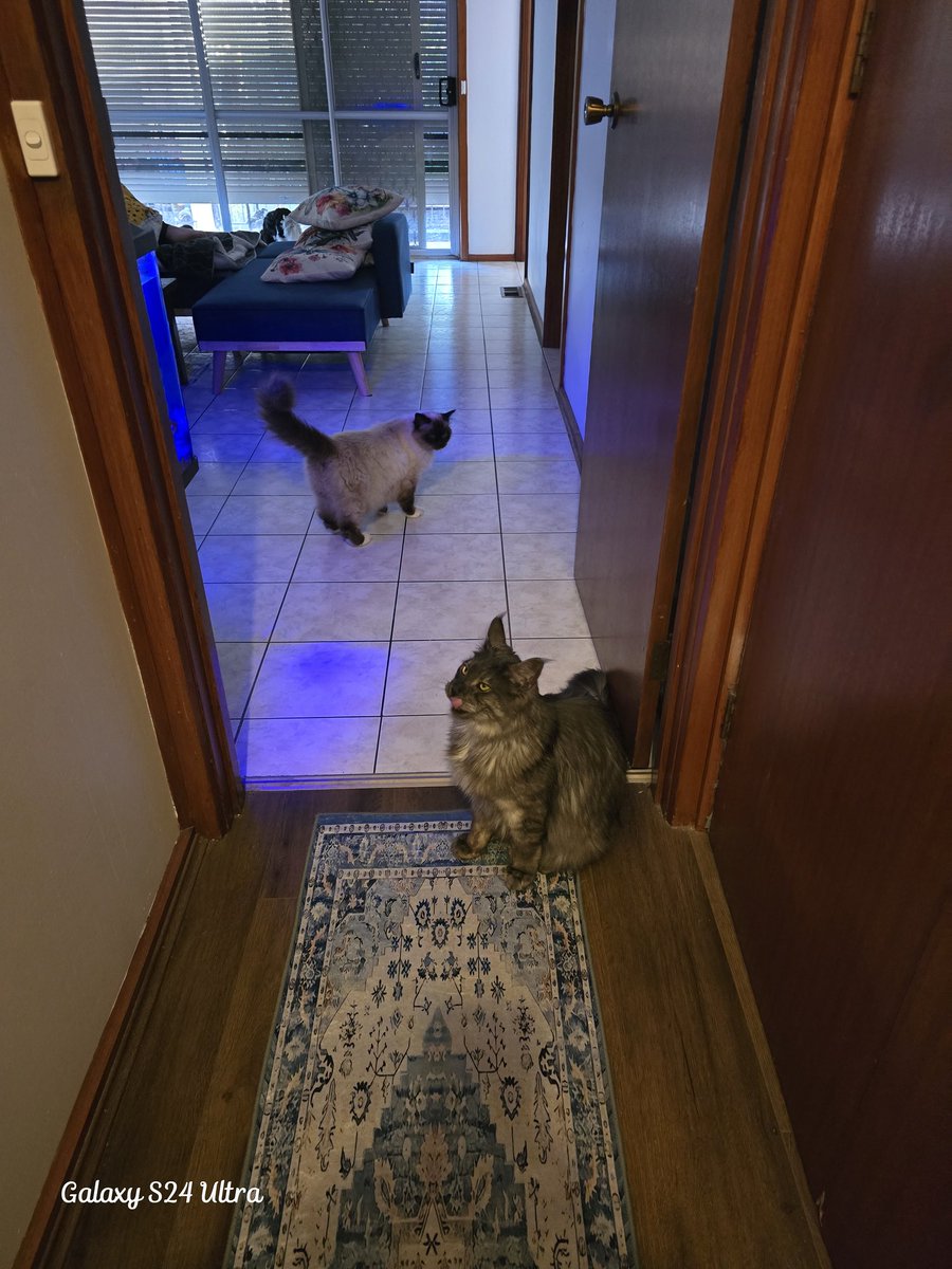 Henlo Palz..... We iz notyyyyy 

#birman #maincoon #CatsLover #cats #CatsOfX