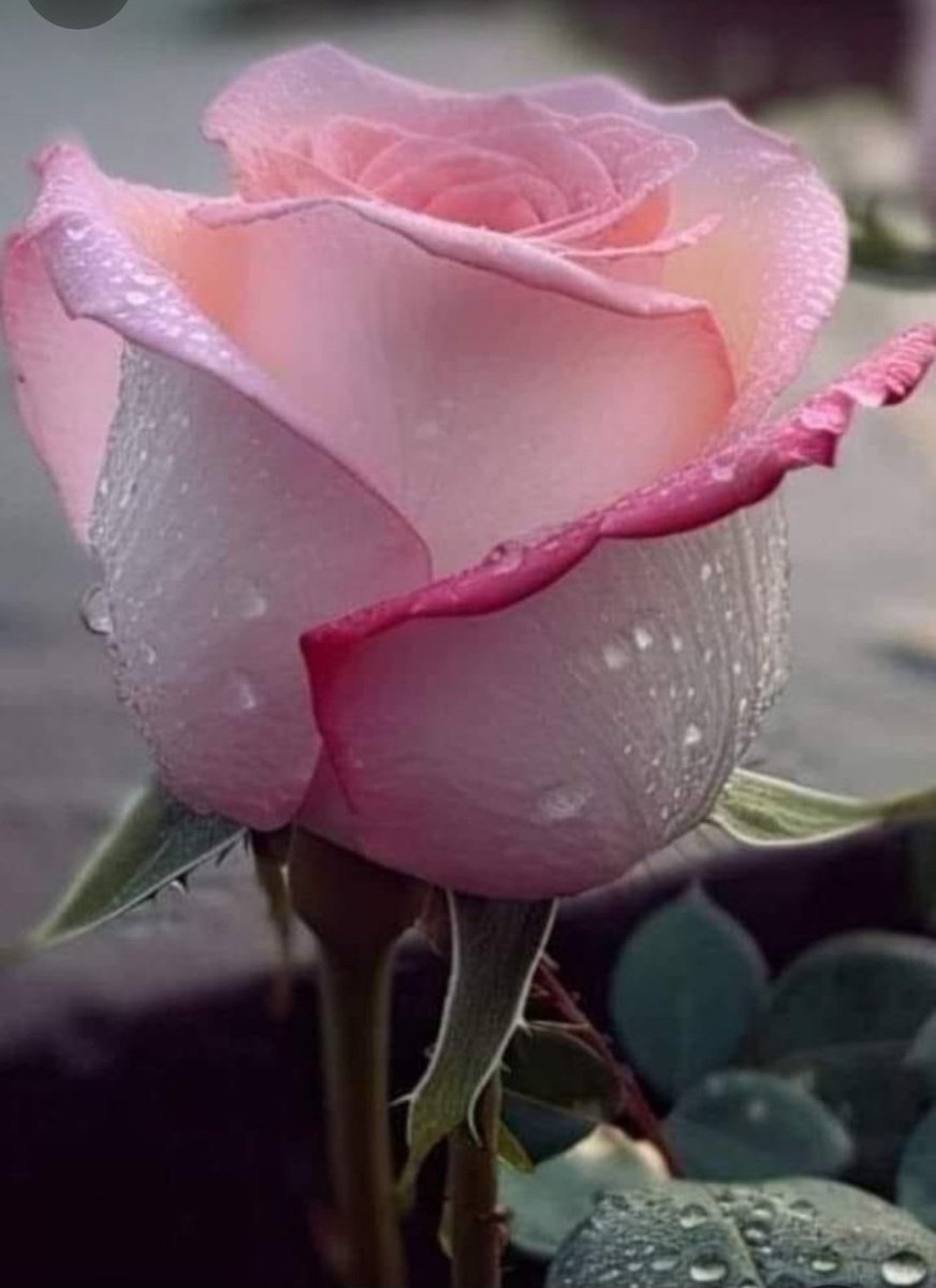 Spread kindness everywhere
You go
🩷🕊️🍃🩷🕊️🍃🩷🕊️🍃🩷🕊️🍃🩷