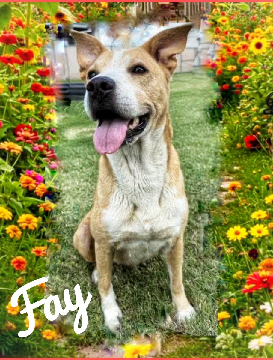 Pamela Roth (@rothfarms) on Twitter photo 🚨Zesty FAY #A380892 ⏰🚨Female APBT 4yo 39 lbs HW+ This Cheery Gal is full of a zest for LIFE. She sparkles! 🌟 But that Spark will be extinguished 5/27 😫
Plz #PLEDGE here to attract ResQ. Adopt her at CORPUS CHRISTI AC 📞 361-826-4630 📧 ccacsrescues@cctexas.com 🚨Zesty FAY #A380892 ⏰🚨Female APBT 4yo 39 lbs HW+ This Cheery Gal is full of a zest for LIFE. She sparkles! 🌟 But that Spark will be extinguished 5/27 😫
Plz #PLEDGE here to attract ResQ. Adopt her at CORPUS CHRISTI AC 📞 361-826-4630 📧 ccacsrescues@cctexas.com