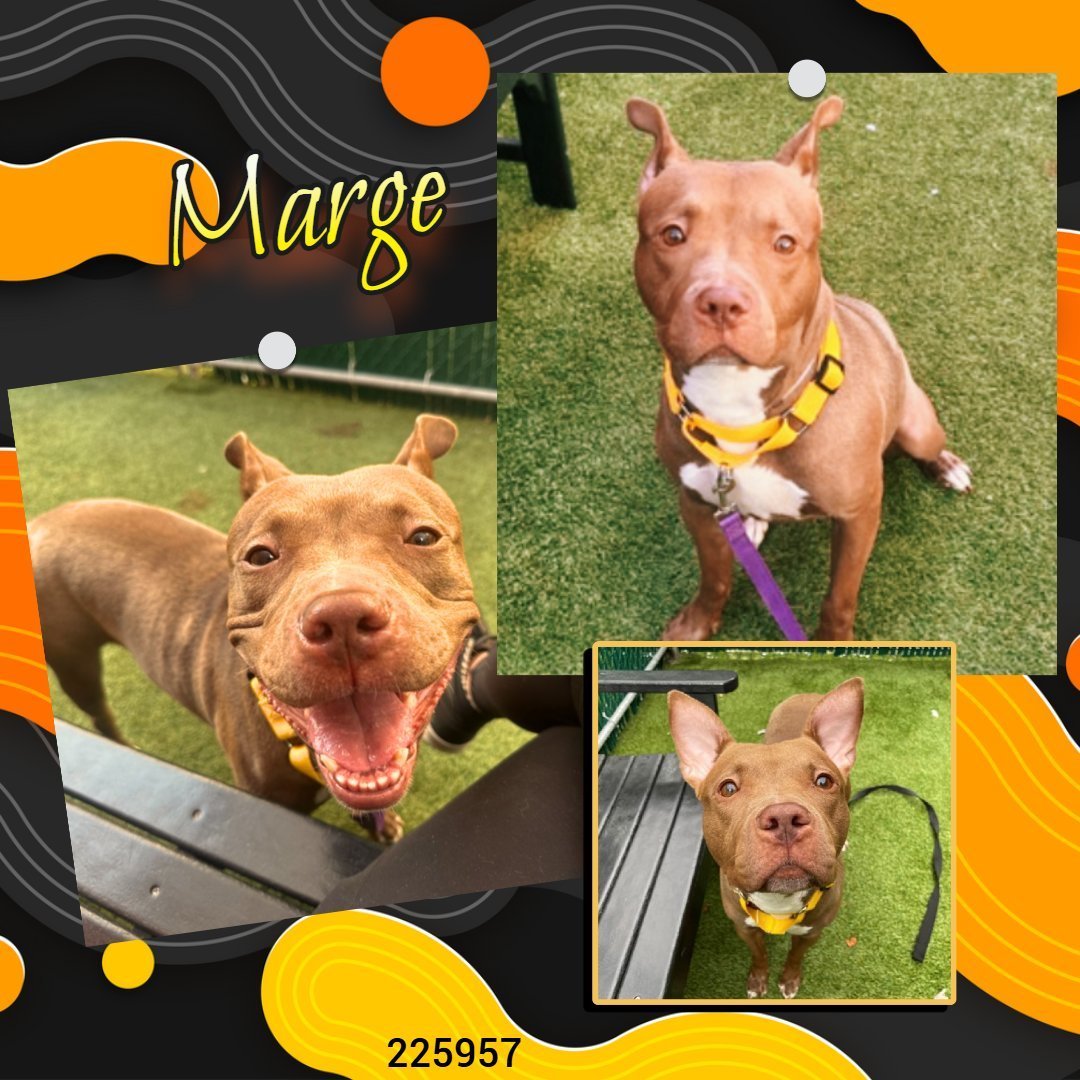 Too bad Marge is not in charge. If she were, she would not be under kill command 😬