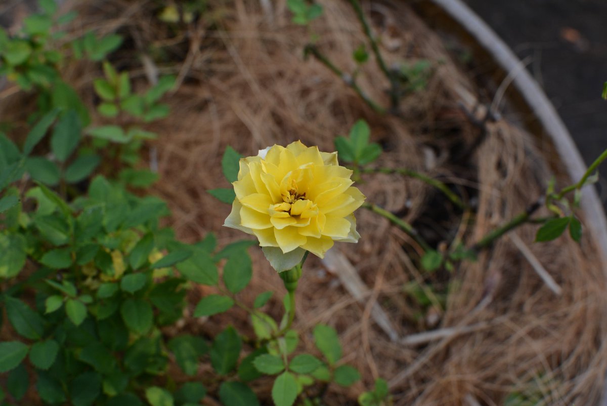 ro__se389's tweet image. 暗くなってしまった…

#d7100 
#キリトリセカイ 
#Nikon 
#過去pic