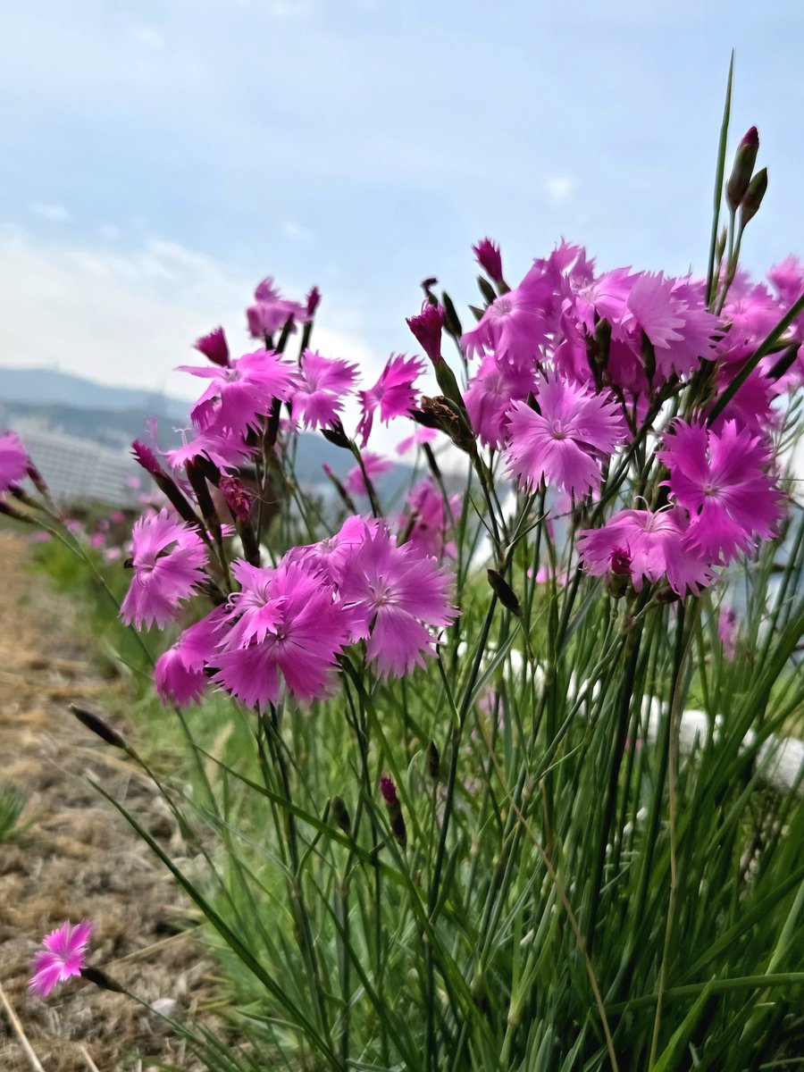 goldrose9090's tweet photo. 🌺Raphiolepis Blooms: A Gentle White Whisper of May
🌷#Raphiolepis #MayBlooms #WhiteFlowers #SpringWalk #NatureWhispers #PetalsInTheSun #KoreanWildflowers #PinksAndWhites #FloralJourney #UrbanNature
👉Read more here!:
🔗https://t.co/hAg5RrPLWV https://t.co/ZXq3cc3UVE
