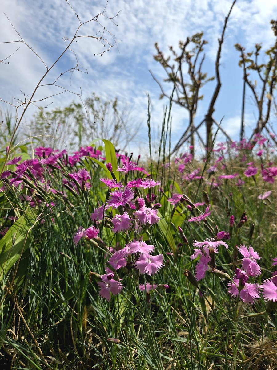 goldrose9090's tweet photo. 🌺Raphiolepis Blooms: A Gentle White Whisper of May
🌷#Raphiolepis #MayBlooms #WhiteFlowers #SpringWalk #NatureWhispers #PetalsInTheSun #KoreanWildflowers #PinksAndWhites #FloralJourney #UrbanNature
👉Read more here!:
🔗https://t.co/hAg5RrPLWV https://t.co/CRUWOLV6xL