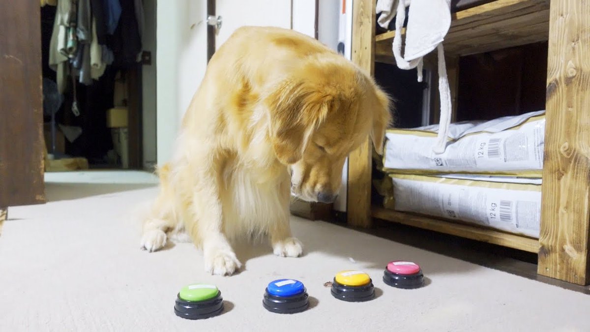 sid_1223's tweet photo. @Iota_Undead 【ボタンがこれしかない】
犬（冷房消してください）
ボタン「冷房消してください」 https://t.co/zvbIR0SNfr