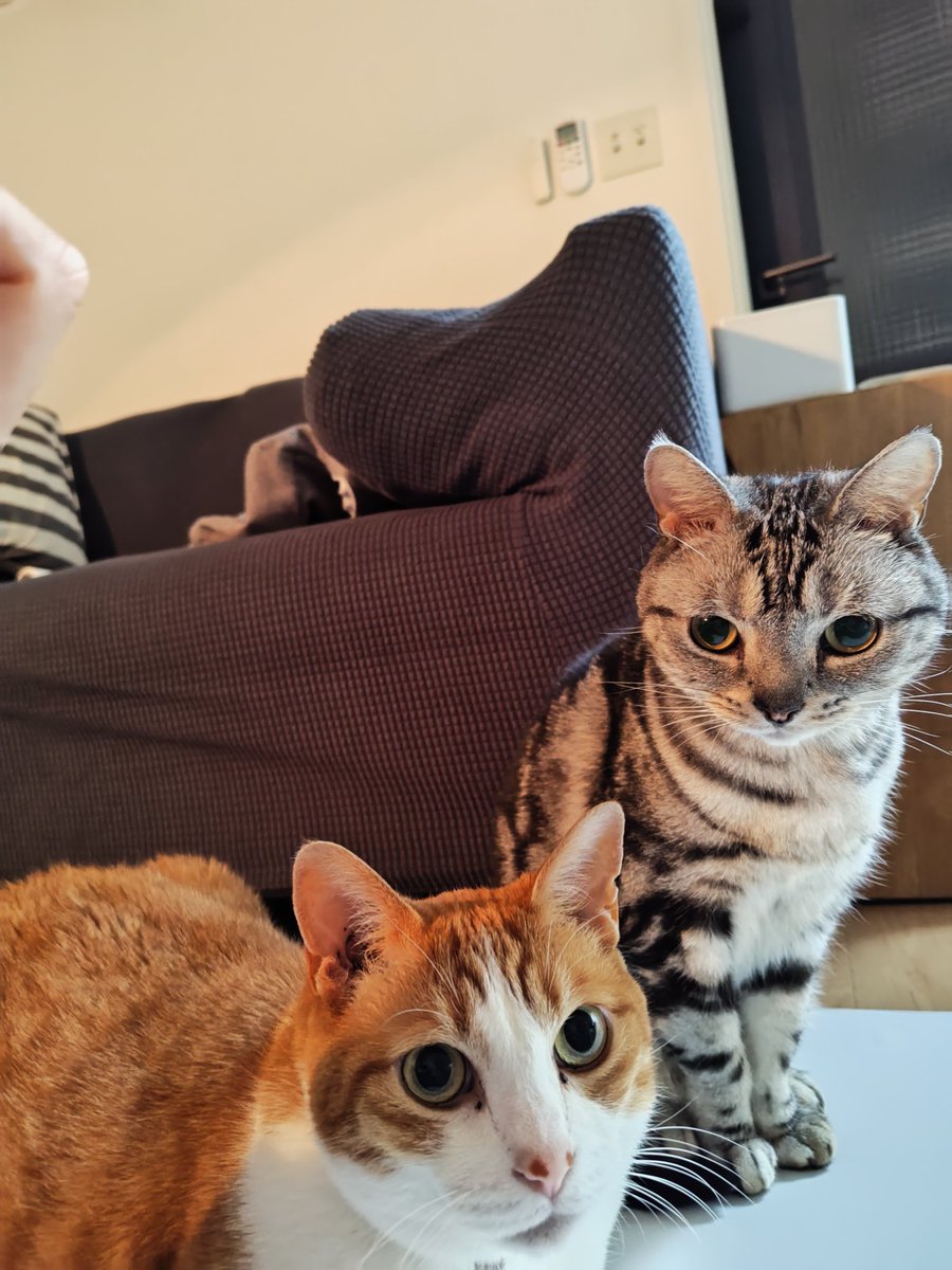 NICO_cat1205's tweet photo. 今朝の麗しのニコさん
…と寝ていたとーちゃんの真横を奪い合う熾烈なポジション争い

#猫のいる生活 
#猫好きさんと繋がりたい https://t.co/SzgFE7EdUa