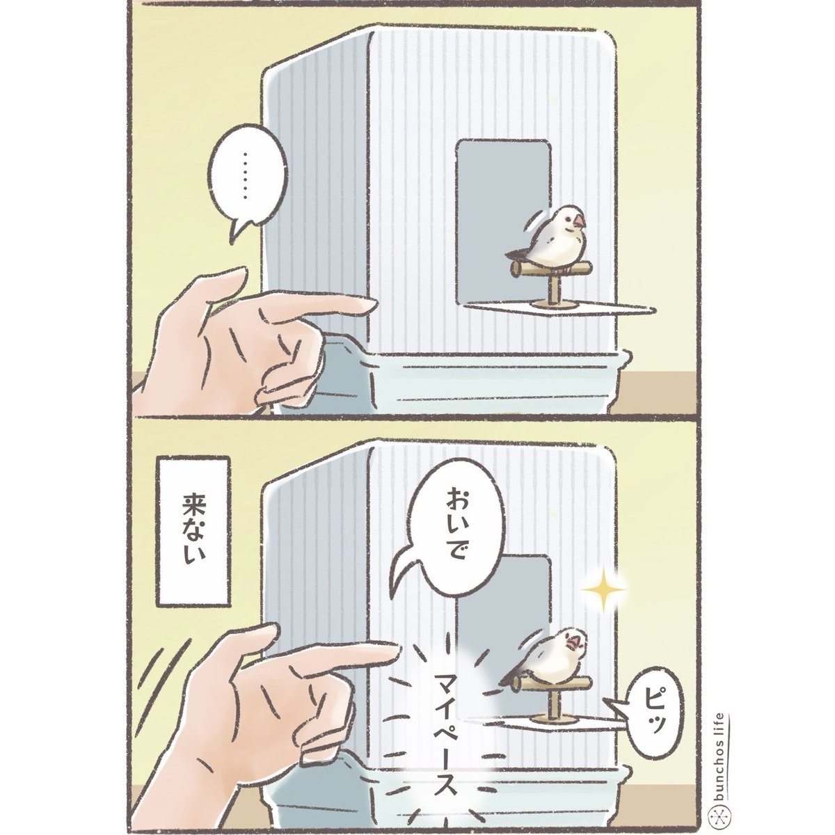 本日もマイペースな1号
#文鳥 
#4コマ漫画 