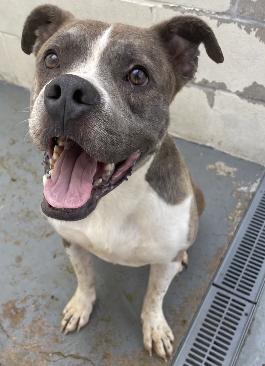 #A381176 Calvin's like so many other abused, neglected dogs. He forgives   despite being MISTREATED , NEGLECTED, &amp; STARVED!   What a beautiful, loving nature, and what a beautiful, loving FACE! 

This super sweet Staffy knows a few things about hardship. He's PINING for someone 2