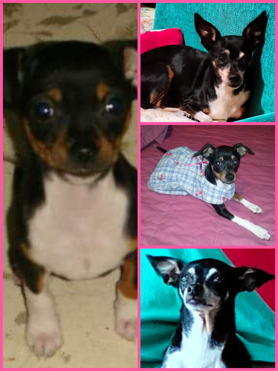 _mayratovar's tweet photo. Me niego a creer que ya no estás... Necesito creer que existe un lugar bonito para los perritos y que ahí te voy a volver a ver algún día... Te extraño mucho mamita linda 💔 https://t.co/w37QZDd4z8
