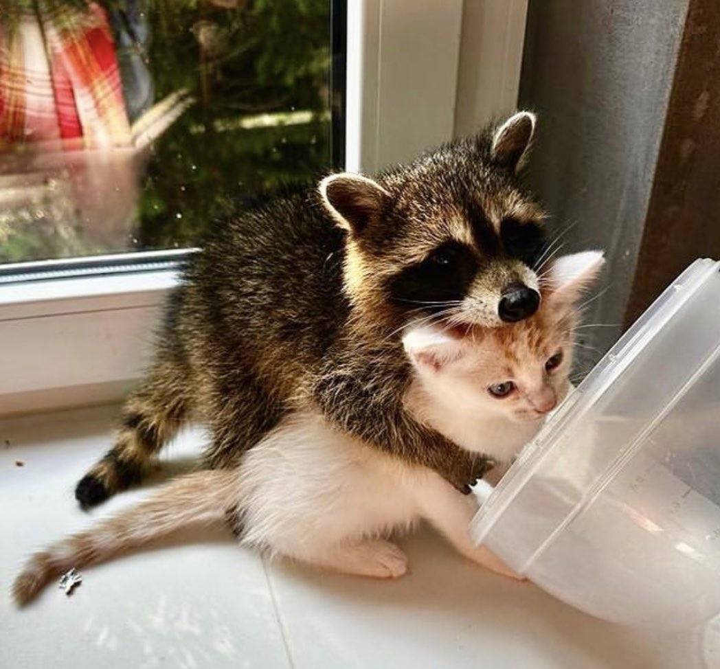 Why you should have a Raccoon (@shouldhaveracc) on Twitter photo 