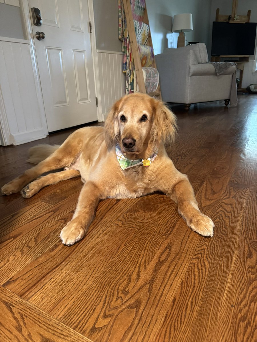 wallygresham's tweet photo. Happy 12th birthday ole buddy! #gradyboy https://t.co/fzptyrA4J0