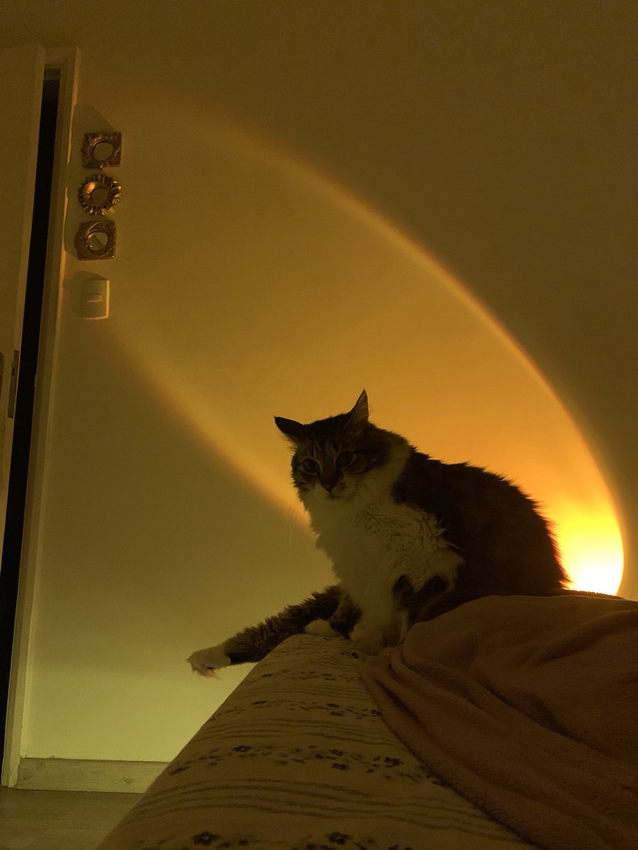 Fazendo o yoga dele ✨