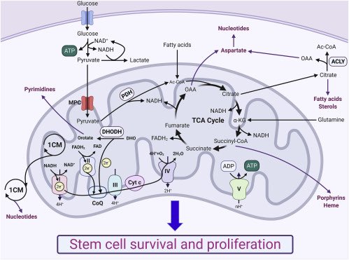 Madam Mitochondria tweet media