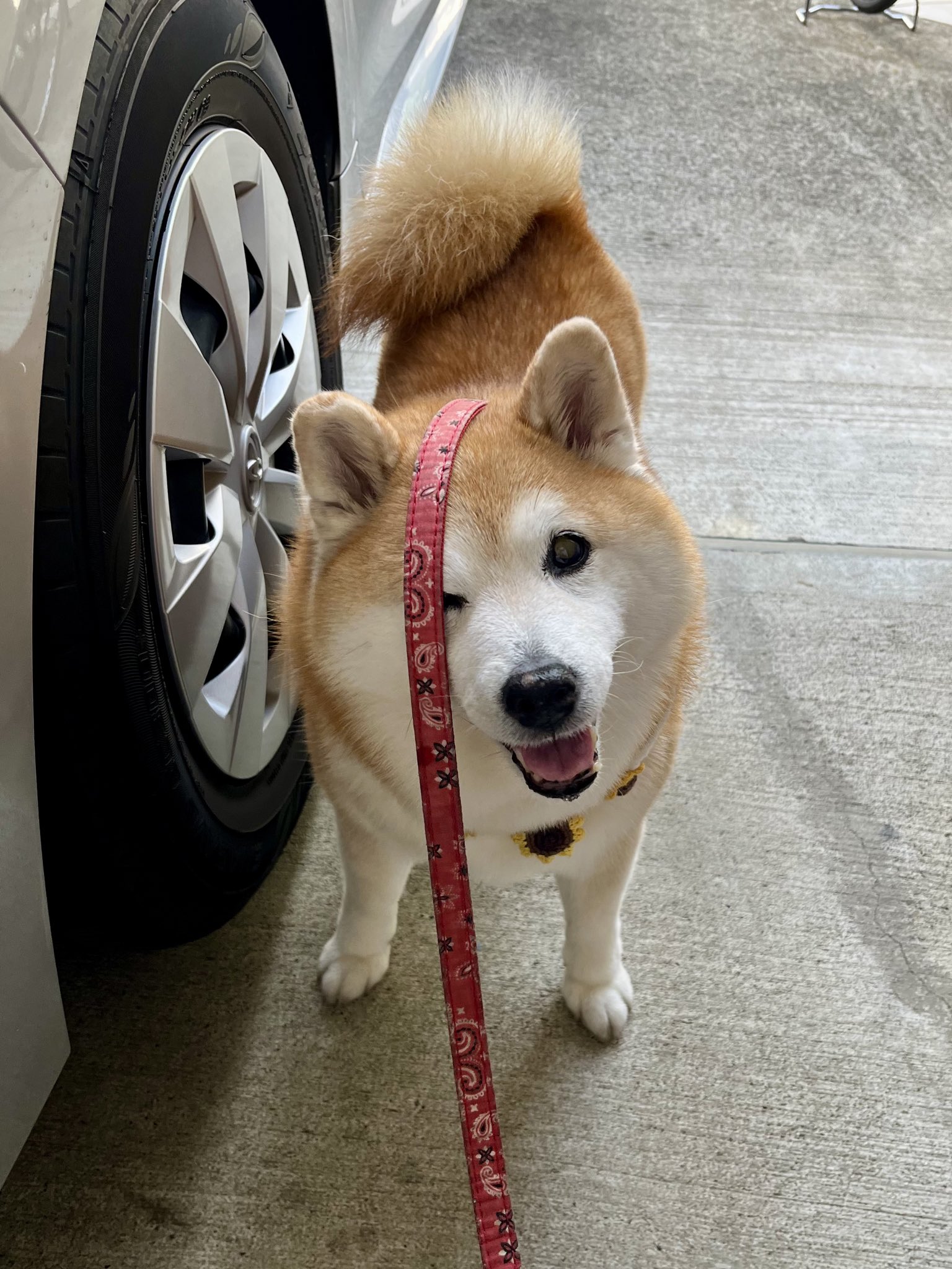 祥&柴犬のまるちゃん on X: 