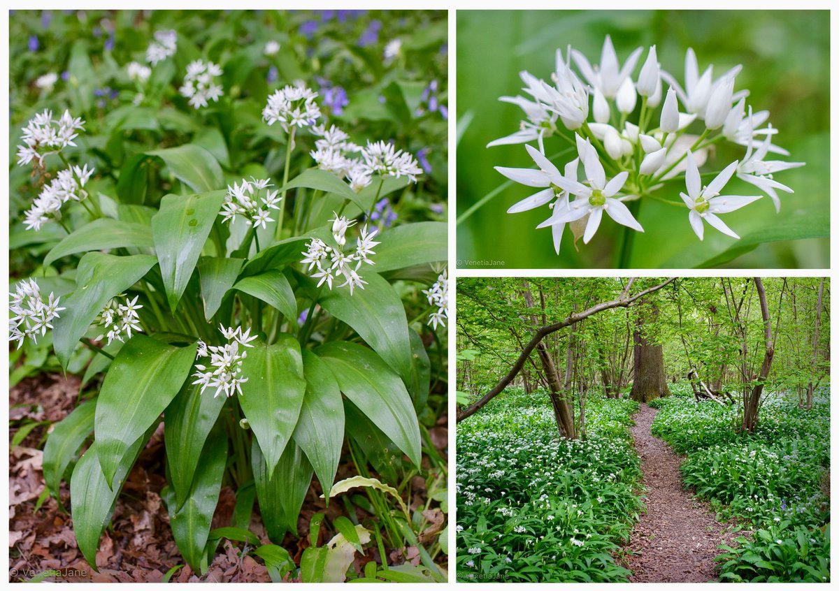 In Dracula, Van Helsing orders wild garlic flowers from Amsterdam, filling Lucy’s room with their sharp scent and placing a garland at her neck to ward off the vampire. But her mother, pitying the girl, removes the “horrible, strong-smelling flowers”… and doom slips in.