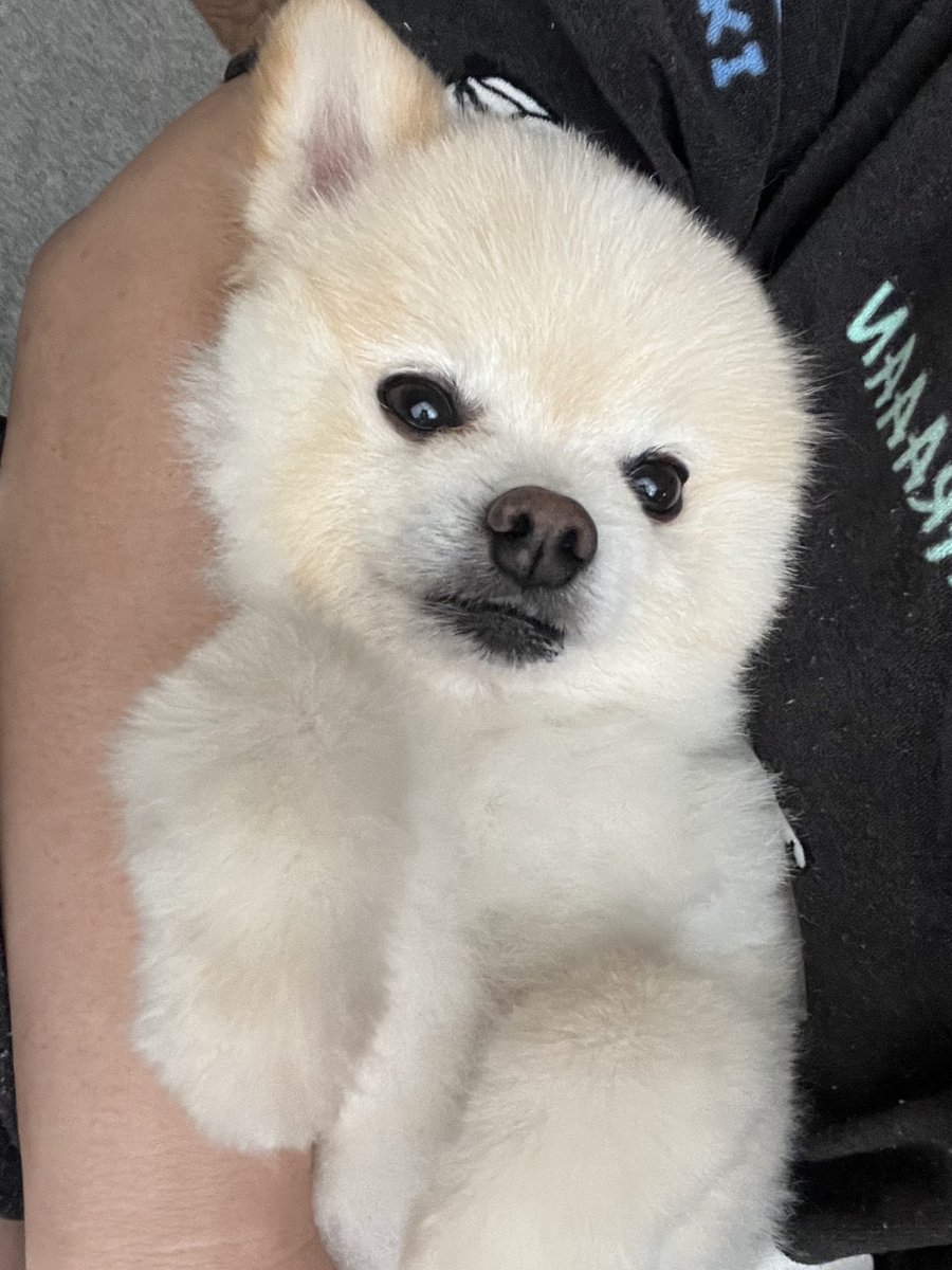 1日1おはわんこ！ねむねむ