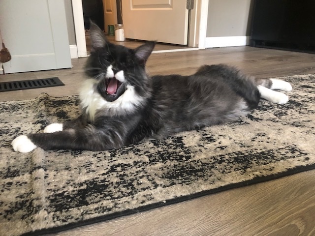 BootsIMaineCoon's tweet photo. One of dad’s favorite pictures of me as a kitty after playing hard with the grocery bags I was very tired.   ❤️😻 https://t.co/JsL7jp3Vgs