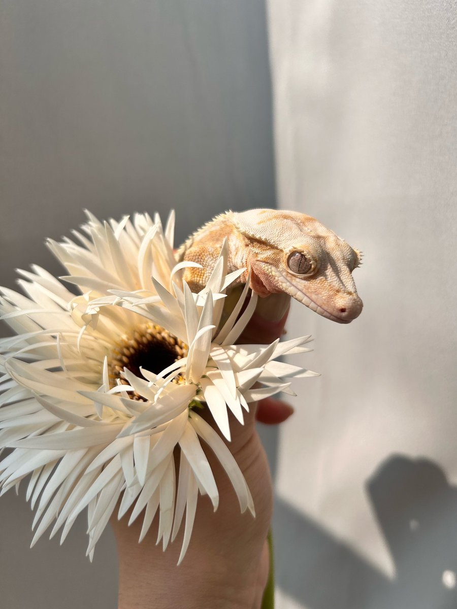 밀크와 실거베라🤍