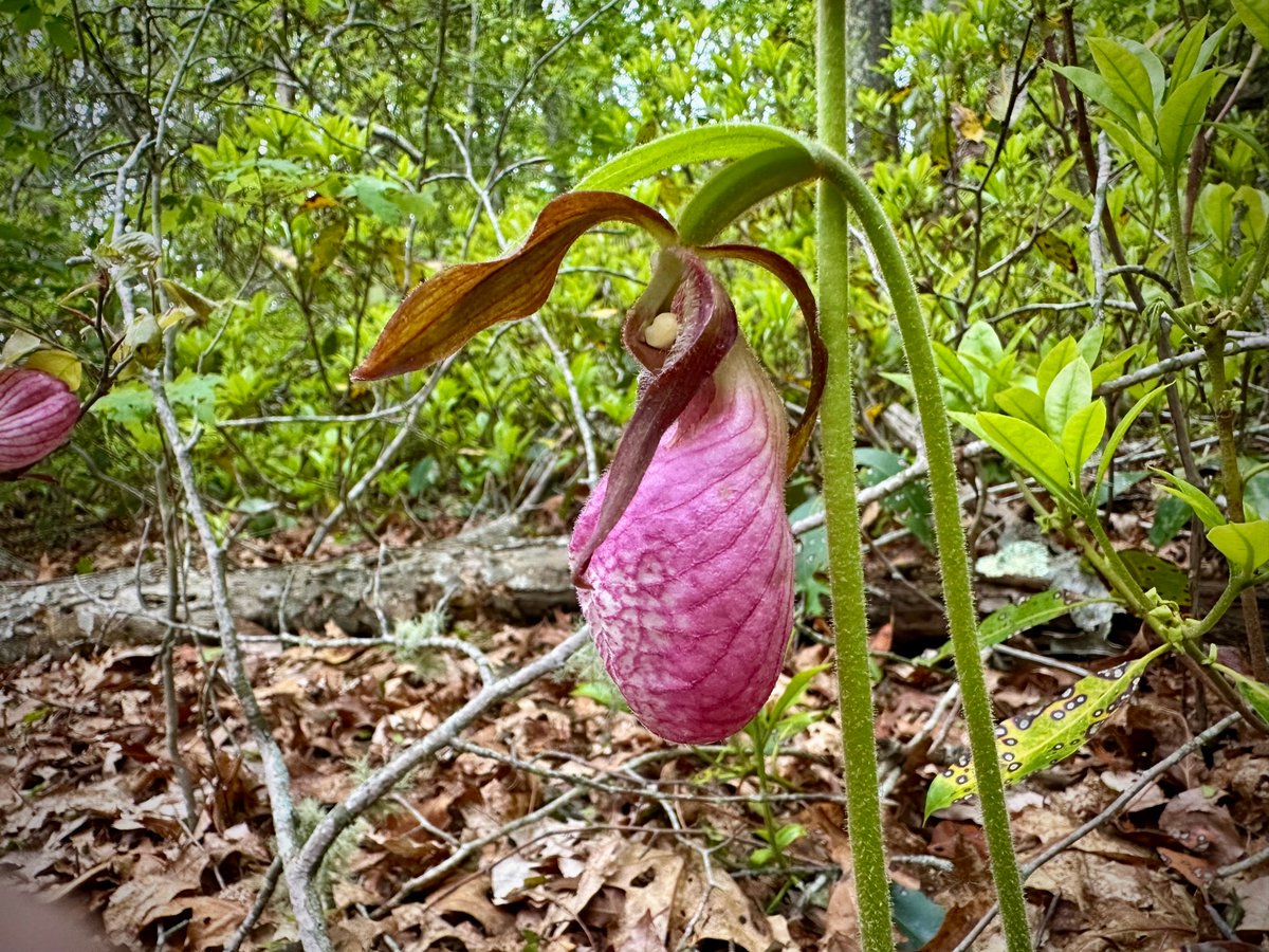 gregorygteves's tweet photo. Lady Slipper in the woods.
#Photography
#NaturePhotography
#TexturePhotography
#OutdoorPhotography
#VisualPoetry
#PhotographicArt
#MinimalNature
#StillLifeNature
#OrganicShapes
#EarthTextures
#NaturalComposition
#FoundTextures
#Eastcoastkin 
#orchid https://t.co/rnU0qd4khn