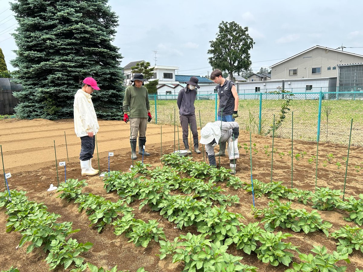ac_planta's tweet photo. #自社農園 で #ジャガイモ の土寄せをしました🥔🌱自画自賛ながら、息ぴったりのチー���ワークで、とても嬉しいです🥰
間引きして取れた小芋は、みんなでシェア🙌写真は、チームメンバーの一人が作った小芋の煮っ転がしです🥳美味しそう💗
#アクプランタ #acplanta #skeepon #スキーポン https://t.co/MUx0Jcokc9