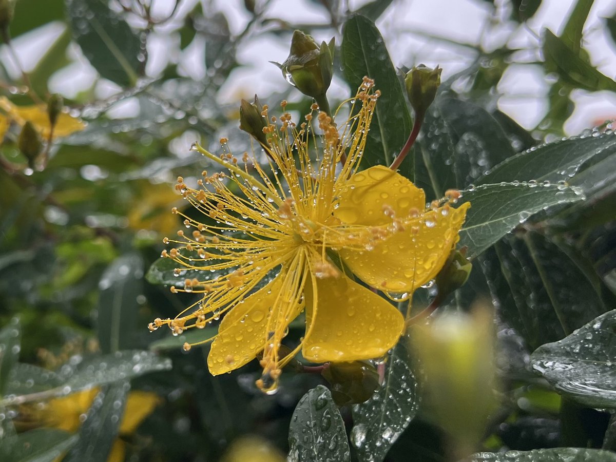 Fuko0610's tweet image. おはようございますꕤ︎︎·͜·
しっかり梅雨の朝☔️
ちょこっと٩( ᐛ )وテクテク
ビョウヤナギ🌼*・͛.🍃が
雨に濡れながら⋆̩☂︎*̣̩
綺麗に咲いてます𓂃𓂂🌼
雨にめげず
今日も笑顔(๑╹◡╹)ノ"で
いい1日に➰☕𓈒𓏸︎︎︎︎
ビョウヤナギ🌼𓂂ꕤ͛.*🍃