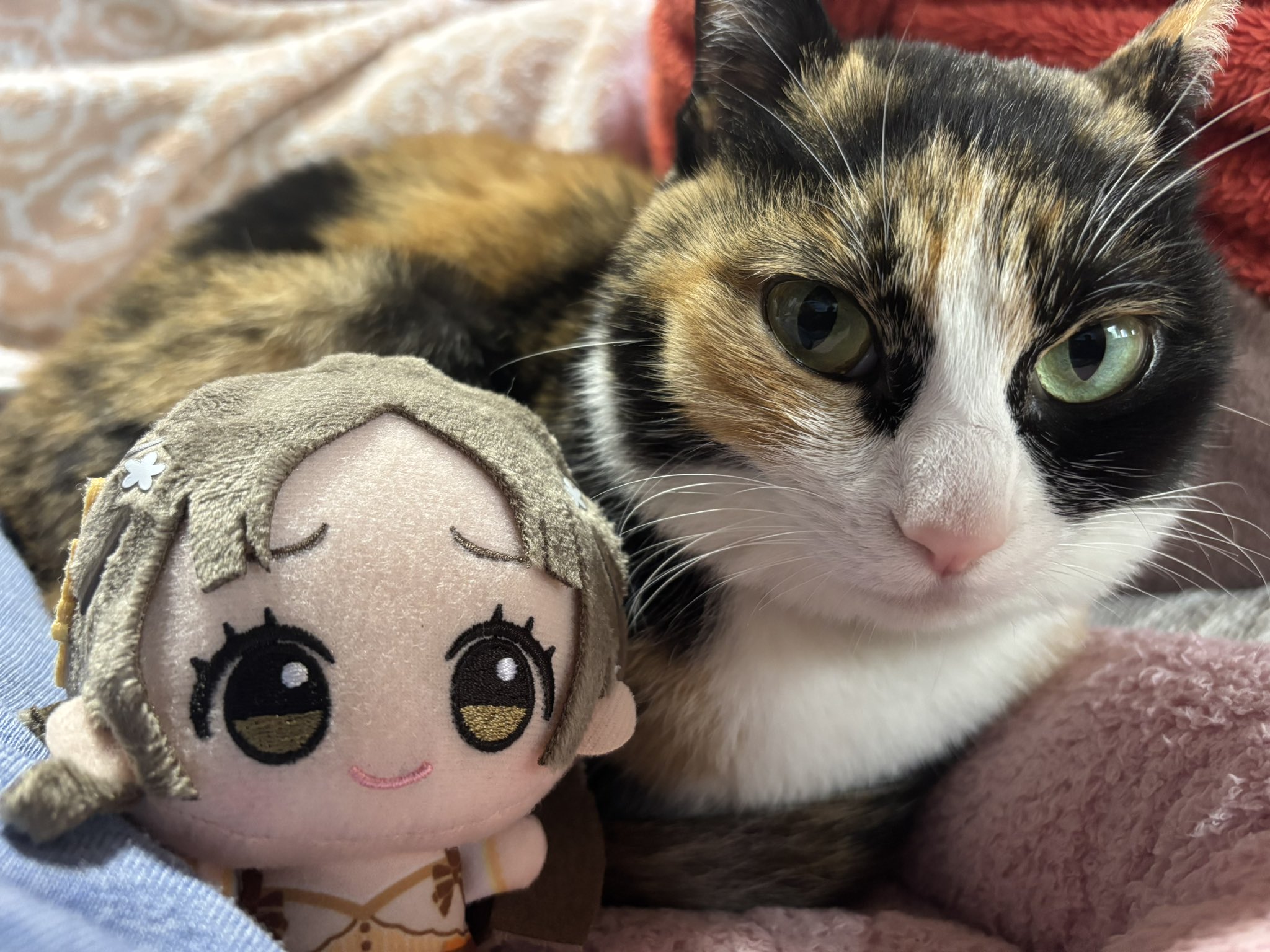 バイオリン猫((茶トラ)